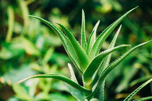 Żel pod prysznic kąpiel Aloesowy Aloe Vera VIDAL 500ml ITALY
8008970055534