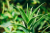 Żel pod prysznic kąpiel Aloesowy Aloe Vera VIDAL 500ml ITALY
8008970055534