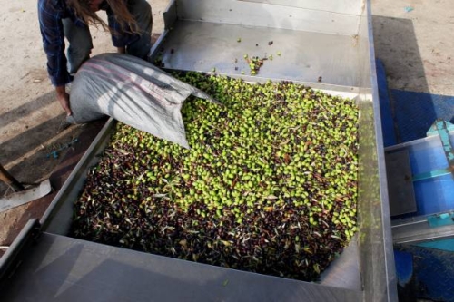 oliwa costa doro.jpg