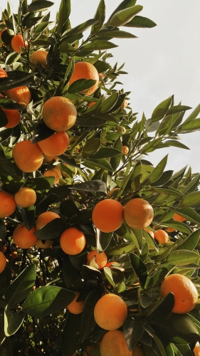 pomarańcze sysylijskie.jpg