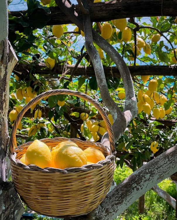 Limoni di Siracusa .jpg