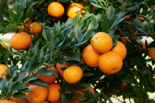 gorzkie pomarańcze.jpg