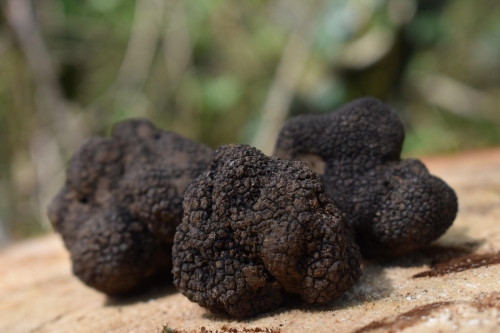 truffle-gf920ca255_1920.jpg
