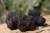 truffle-gf920ca255_1920.jpg